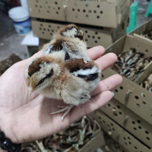 重庆市 土鸡苗，乌皮红冠土鸡苗