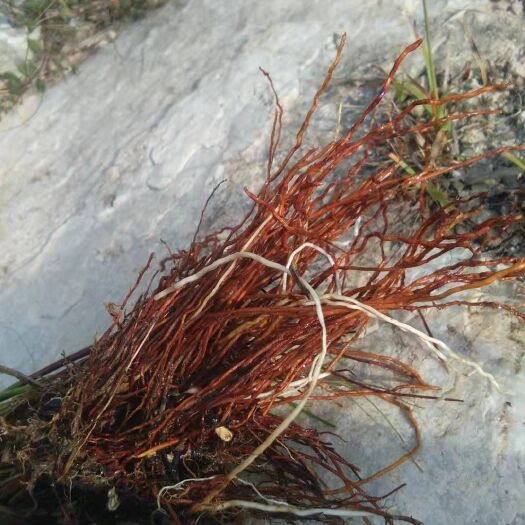 修水县灯芯草