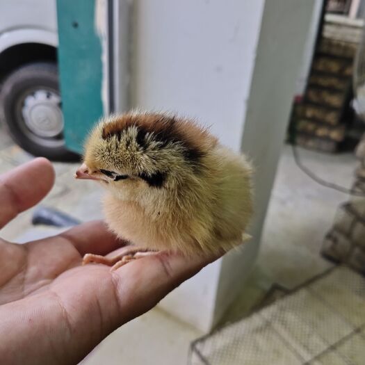 南宁 青脚麻鸡鸡苗