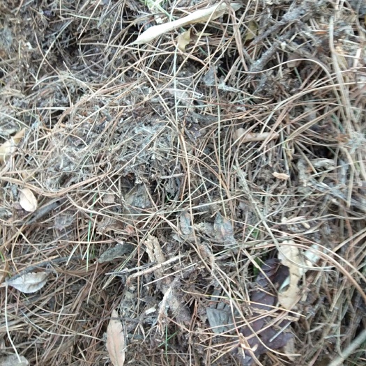 富源县腐殖土 天然有机肥  ，源于大山