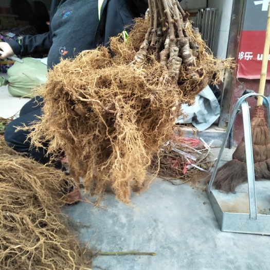 苍溪县苍溪红心猕猴桃苗 四川苍溪红心猕猴桃嫁接苗和实生苗上市了，欢迎各位老板下单