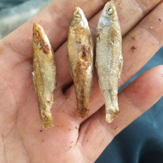 赣州小麦穗鱼干 柴火烤麦穗鱼