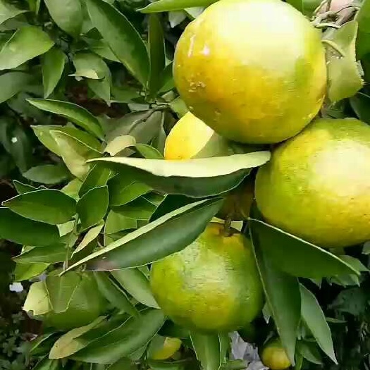 资阳蜜柑 3两以上