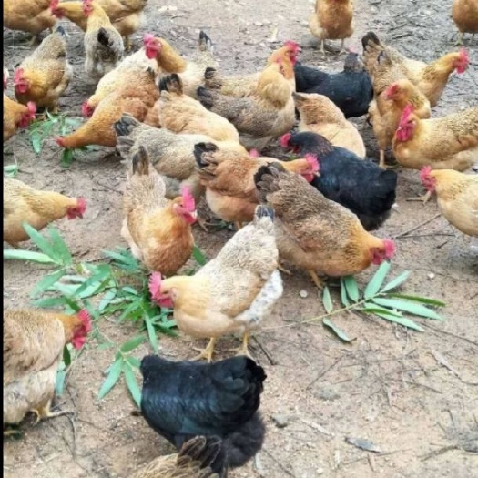 衡阳 灵山麻土鸡苗，厂家直销品种正宗运输中包成活