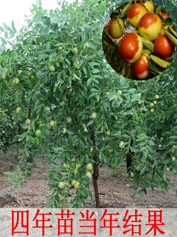  沾化冬枣树苗，沾化冬枣优质苗木正品，个大，味美，包邮包活。