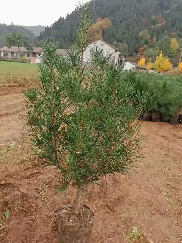 50分以上白皮松杯苗出售