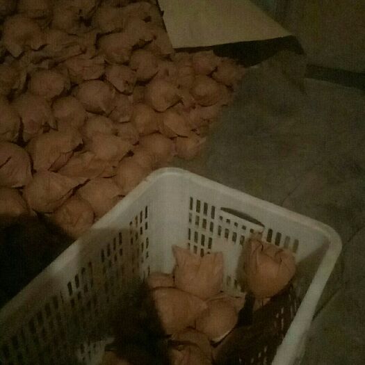 文水县 供应酥梨