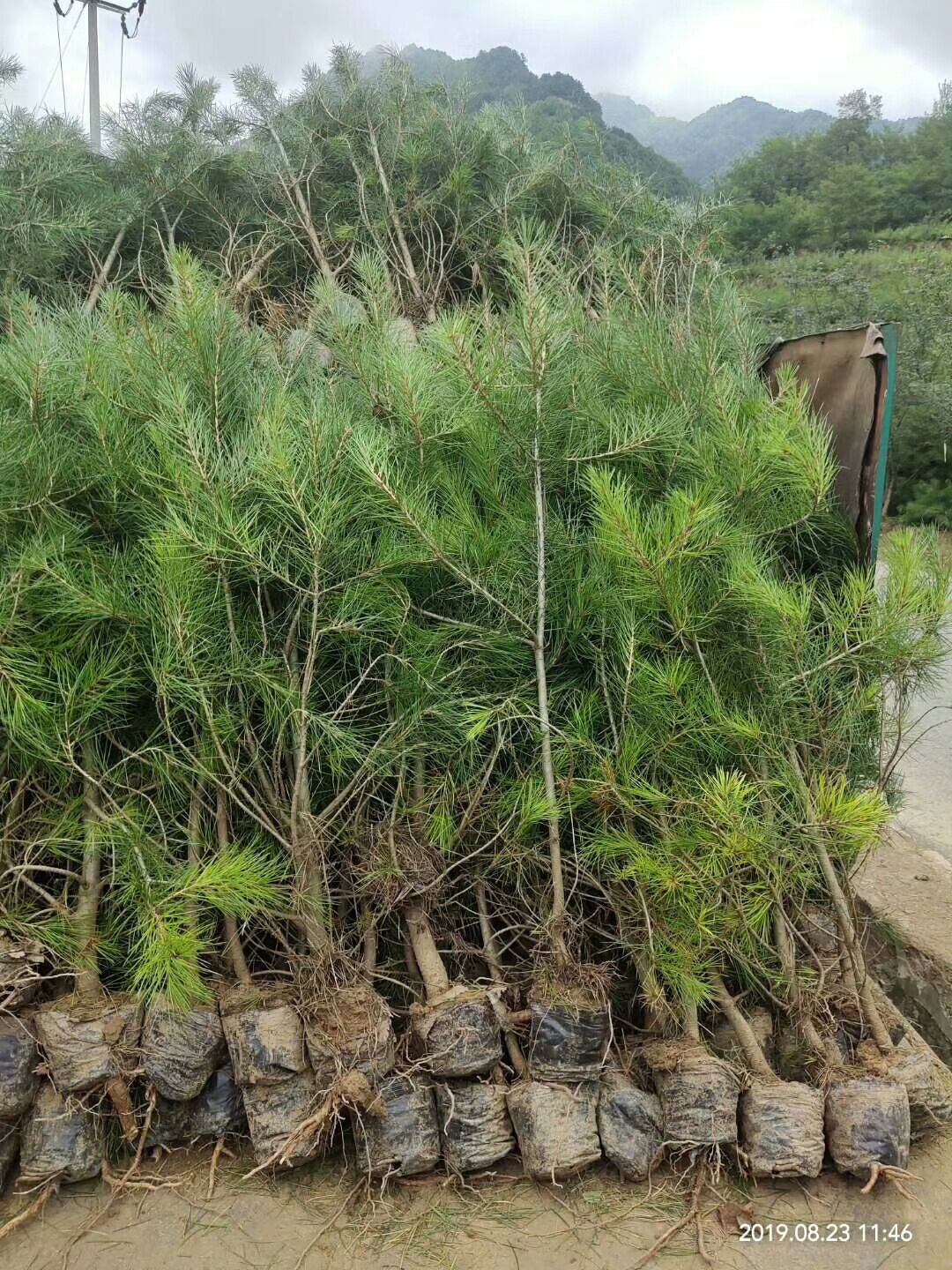 50分以上白皮松杯苗出售