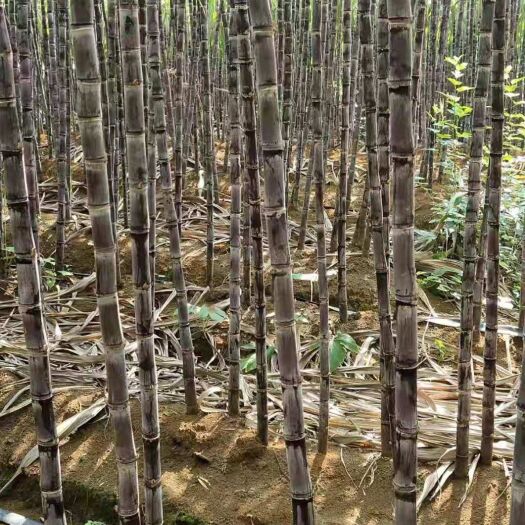 博白县黑皮甘蔗 今年的货节度高度甜度卖相都比去年的好。