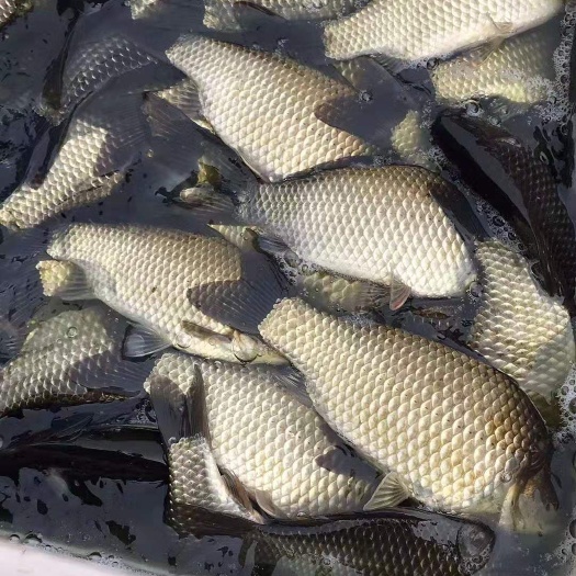 水库鲫鱼 中科三号鱼苗成品鱼