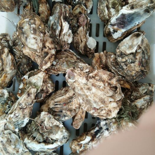 海阳市海阳牡蛎 海水 3-4两/只 鲜活水产