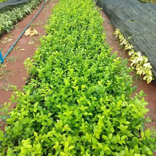 白色茉莉 白花茉莉