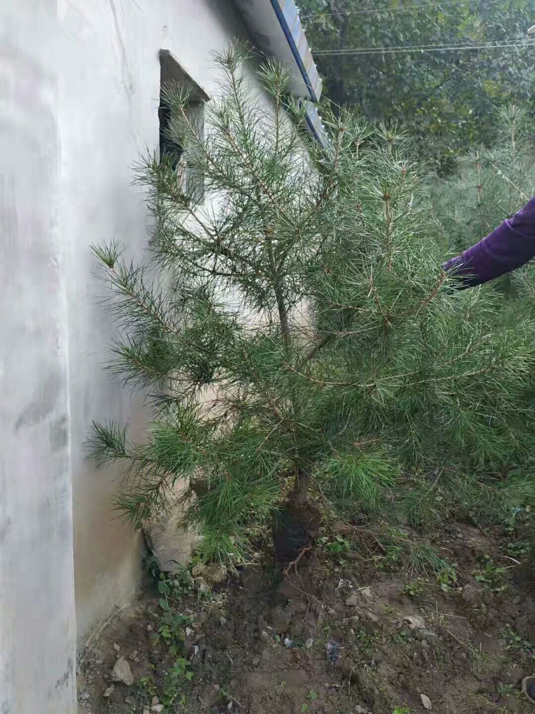 50分以上白皮松杯苗出售