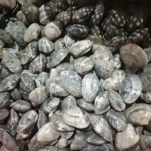 深圳花甲肉  花蛤