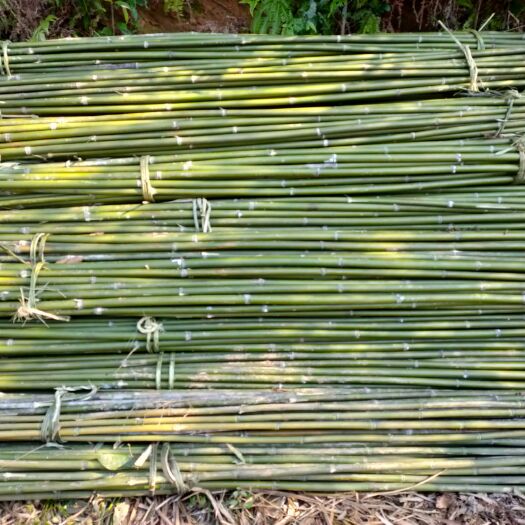 婺源县 出售竹笛，苦竹，茶杆竹，麻竹