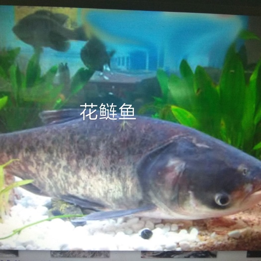 南京 养殖场花鲢鱼苗批发 大花鲢鱼