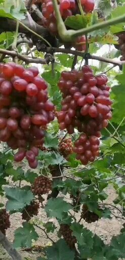 饶阳县克伦生葡萄 河北省衡水市饶阳县