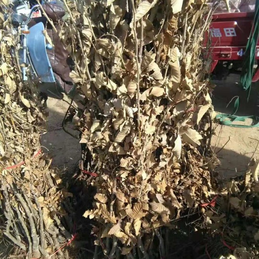 平邑县有机板栗 我处有优质大板栗，和各种果树苗