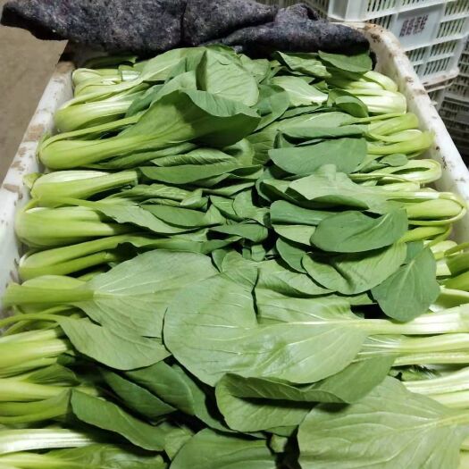 曹县上海青  北方小油菜 1~2两