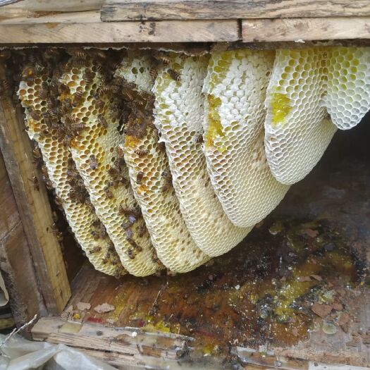乐昌市 中蜂蜜零加工。