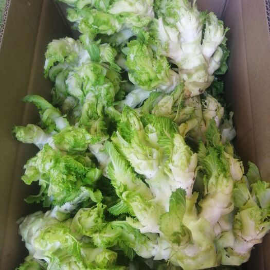 固镇县 儿菜千亩供应