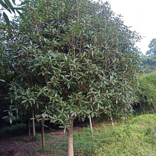 崇州市丹桂 风里雨里我在桂花地里等你，各种桂花大量10-20