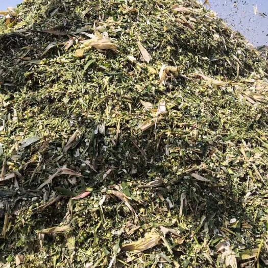 临泉县秸秆类饲料  玉米秸秆