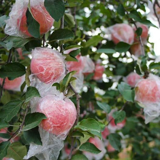 礼泉县 陕西农户自家种植苹果，脆甜可口。
