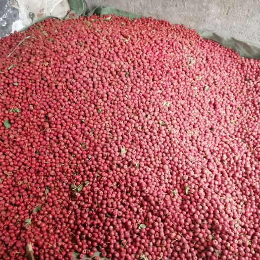 新泰市正宗甜口山楂，产地直供