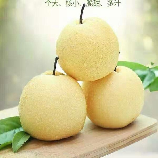 文水县 山西酥梨（贡梨），新鲜带箱十斤，梨园直发