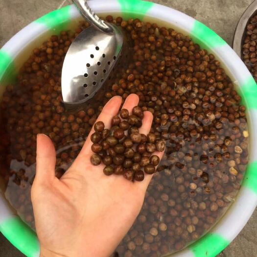 固始县芡实 刚采摘的，颗粒大，肉饱满
