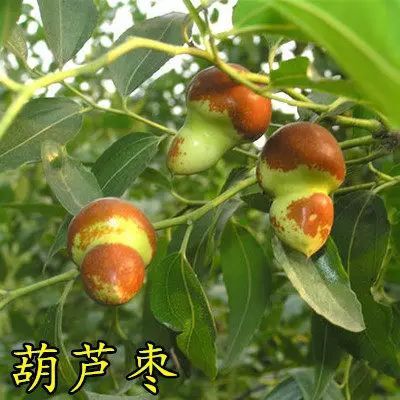 平邑县 葫芦枣苗，沾化冬枣树苗雪红枣接果，，易丰产