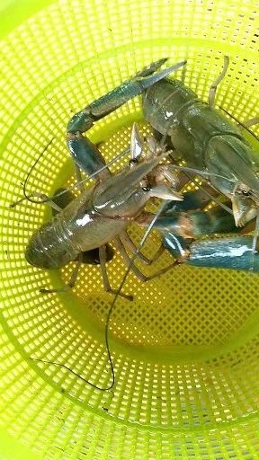 扶绥县澳洲龙虾 欢迎各位老板前来订购。