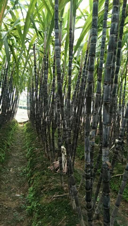 黑皮甘蔗 5 - 6cm 2.5 - 3m