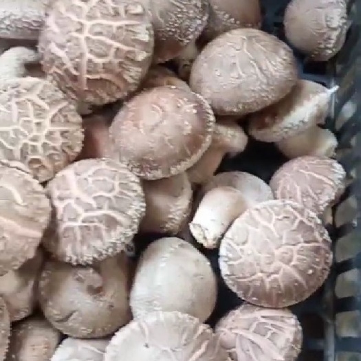 陇西县 香菇