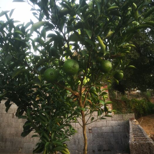 株洲黄金贡柚苗 自己基地现种的！