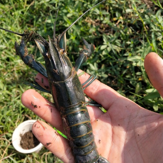 沅江市澳洲淡水龙虾 淡水澳龙