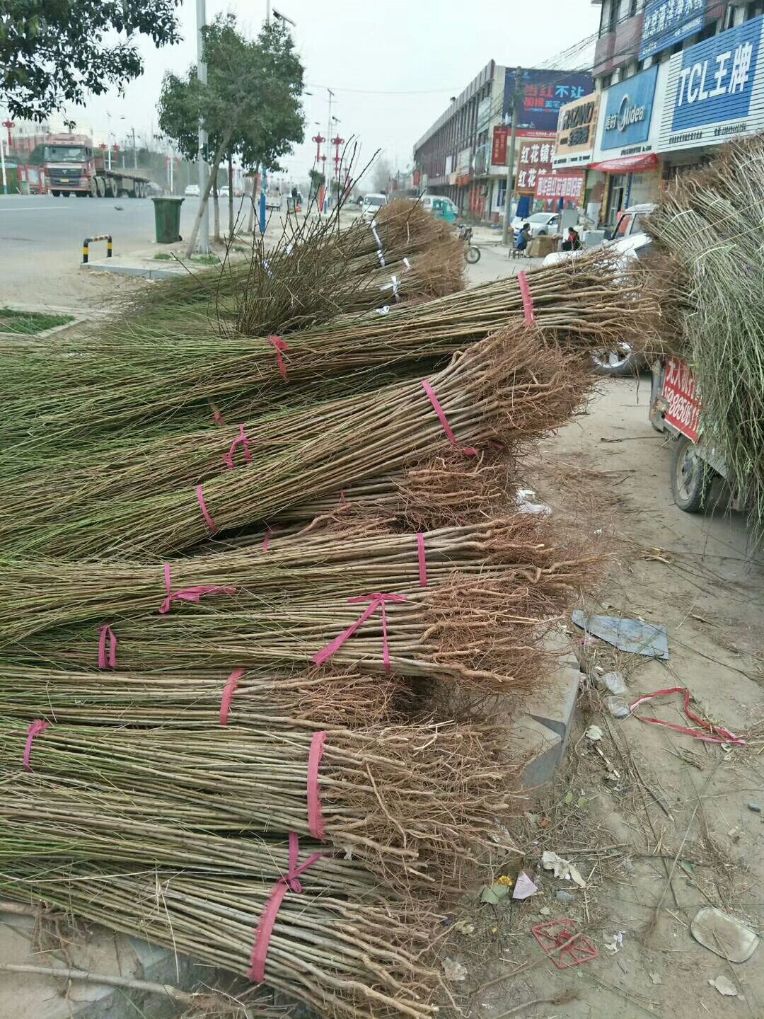  河南省西华县万亩苗木基地大量供应毛桃苗