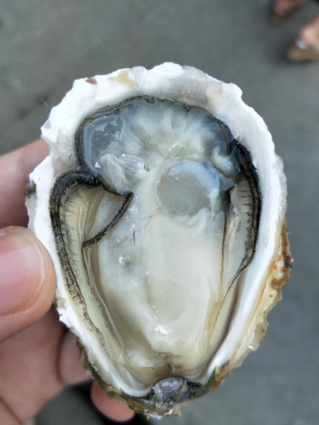  福建霞浦海蛎牡蛎生蚝