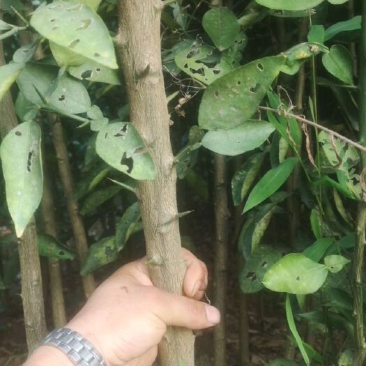 株洲酸柚实生苗 苗片拍得不专业！希望线下联系