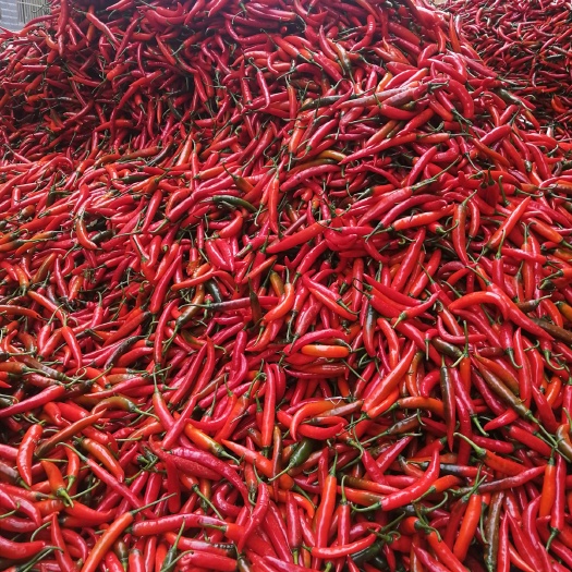 玉溪鲜泡椒 泡椒，剪好把的