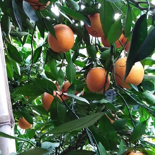 瑞金市纽荷尔脐橙  橙子  赣南脐橙