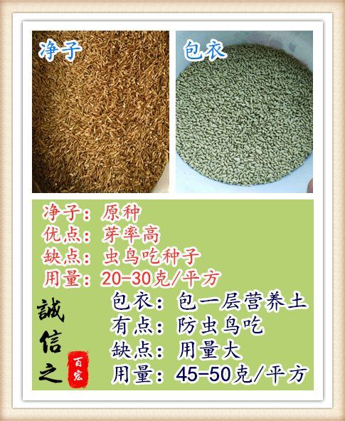 沭阳县 一年生多年生黑麦草种子 高产宽叶型冷季型牧草籽包邮