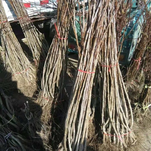 平邑县大果山楂苗 我处有各种优质桃苗和果树小苗