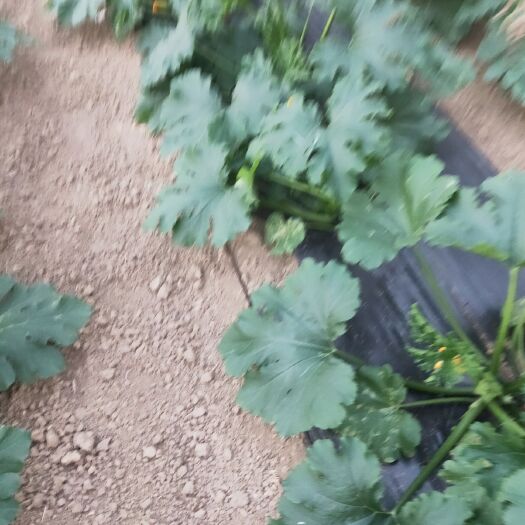 沭阳县绿皮西葫芦 瓜条油亮