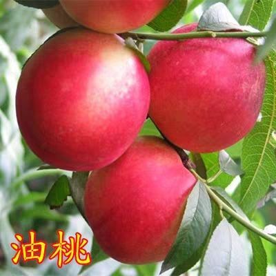 平邑县油桃苗 油桃新品种，含糖量高，爽口好吃，包成活包邮量大从优