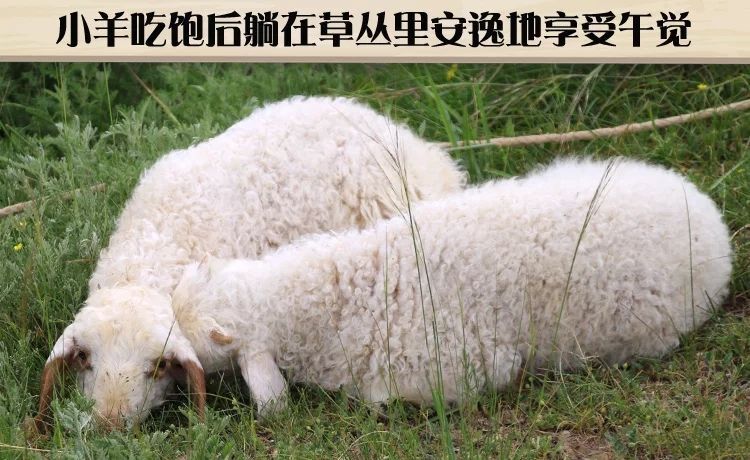 思南县 山羊散养