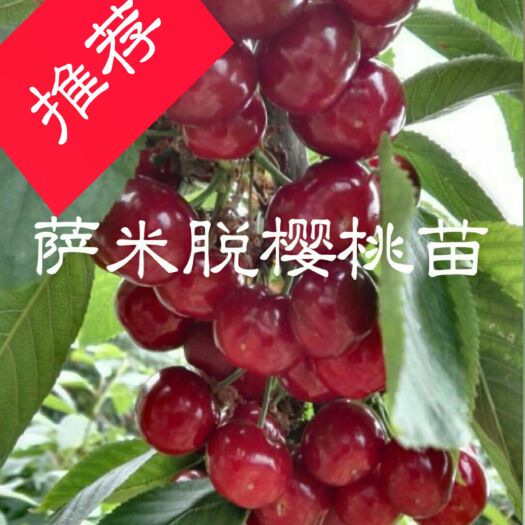 纳雍县 甜樱桃苗 颗粒大口感好 基地直供 带花苞发货 包挂果