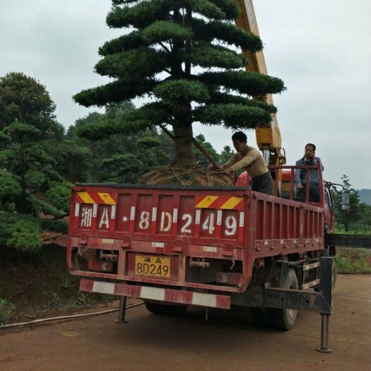 浏阳市造型罗汉松