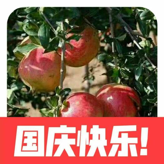 巩义市 河洛软籽石榴